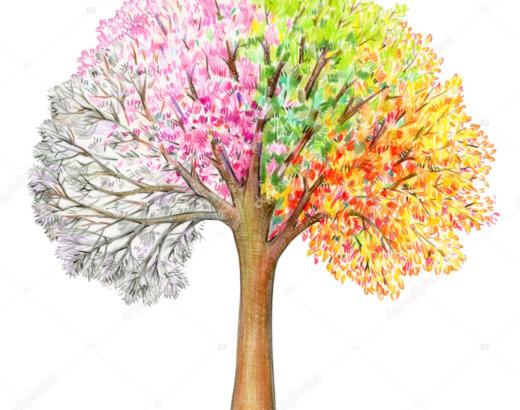 Four seasons.  Tree handdrawing isolated on white. Winter, spring, summer, autumn.
